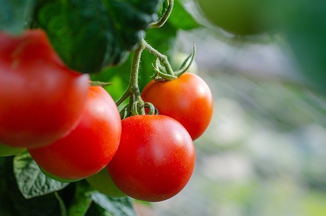 イタリアン風味に簡単アレンジ！鮎のソテーフレッシュトマトソース