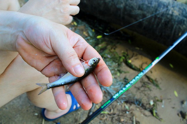 鮎釣り･釣果が伸びないのはなぜ?