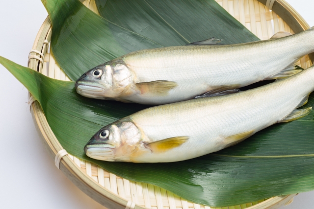 鮎に含まれる栄養と、おいしい鮎の選び方